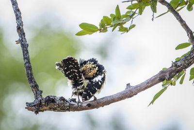 Low angle view of a bird on branch