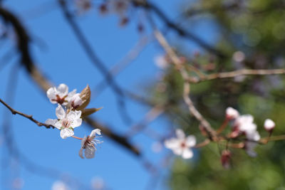 Low angle view of cherry blossoms in spring