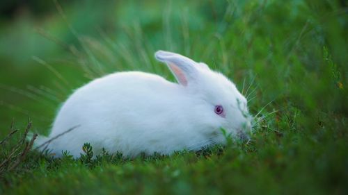Close-up of sheep on field