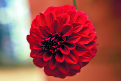 Close-up of red dahlia