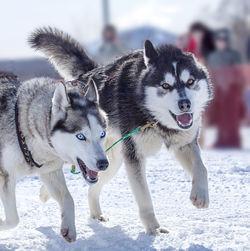 Two dogs in harness pulling a sleigh competitions