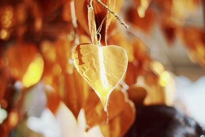Close-up of decoration hanging