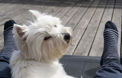 Low section of man with dog relaxing on lounge chair