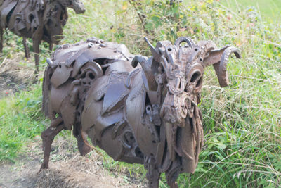 Close-up of horse on field