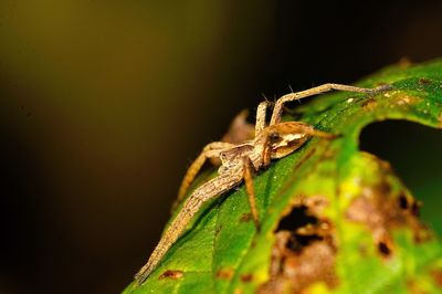 Close-up of insect