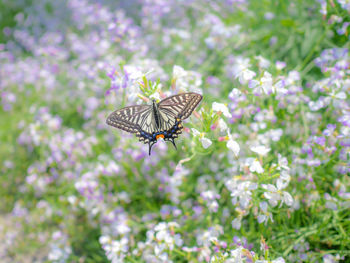 Butterfly on flower