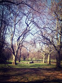 Bare trees in park