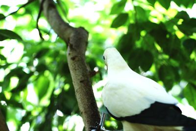 Low angle view of bird perching on tree