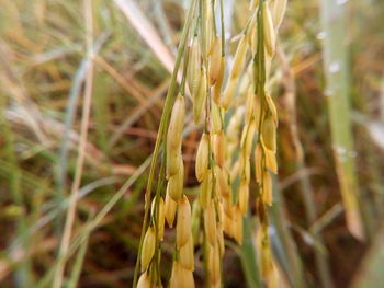 Close-up of plant