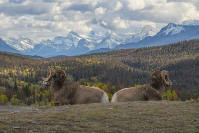 View of sheep on field against mountain range