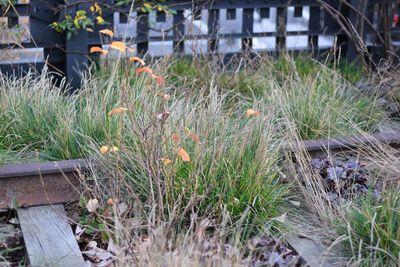 Plants growing in backyard