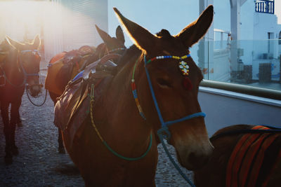 Two horses in a horse