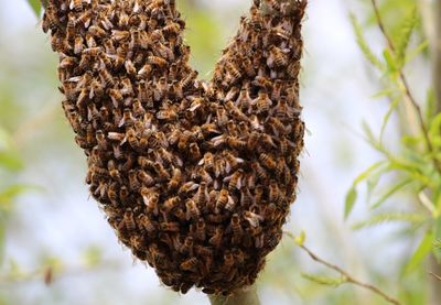 Close-up of bee on tree