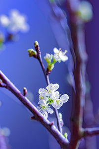 Close-up of cherry blossoms in spring