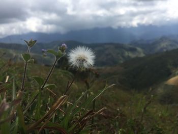 Close-up of dandelion on field