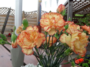 Close-up of fresh flowers in pot