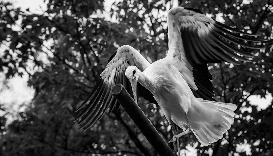 LOW ANGLE VIEW OF BIRD FLYING AGAINST TREE