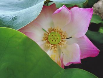 Close-up of pink water lily