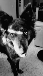 Close-up portrait of dog at home