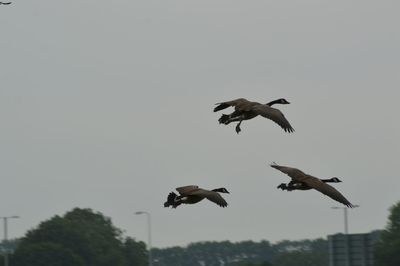 Low angle view of bird flying in sky