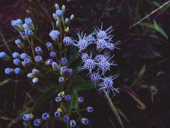 Close-up of flowers blooming outdoors