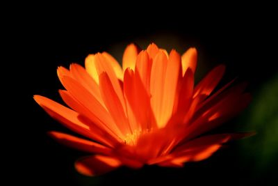 Close-up of orange flower against black background