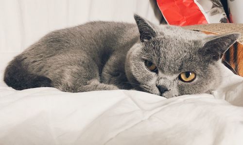 Close-up of english shorthaired cat lying on bed at home