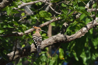 Low angle view of bird perching on tree