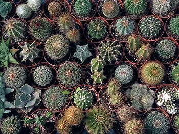 Full frame shot of plants