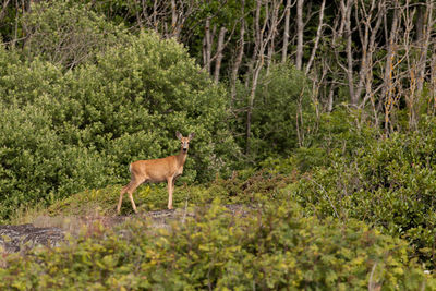 Deer standing in forest