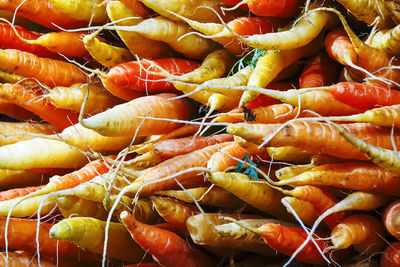 Bunch of organic carrots on a stall of an urban farmer market