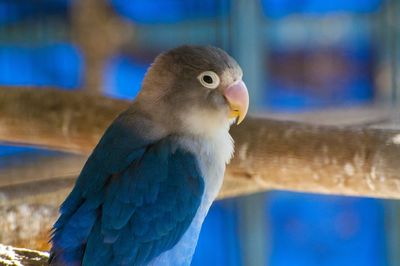 Close-up of bird perching outdoors