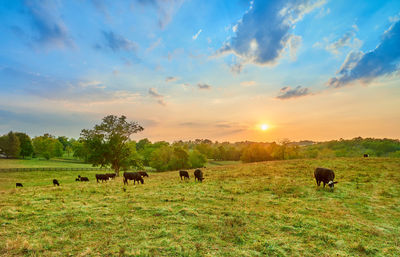 Horses grazing in a field