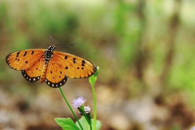 Close-up of butterfly pollinating on flower
