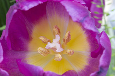 Close-up of flower blooming outdoors