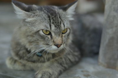 Close-up portrait of a cat