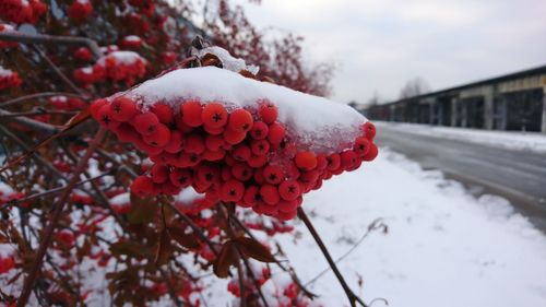 Close-up of frozen plant