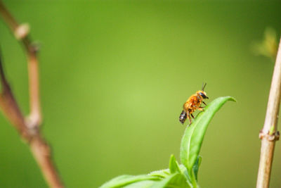 Close-up of insect on plant