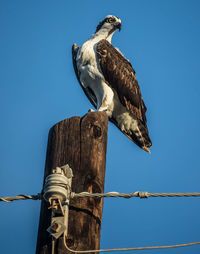 Low angle view of birds perching on wooden post against sky