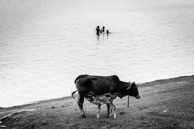 Cow breast feeding the calf beside river