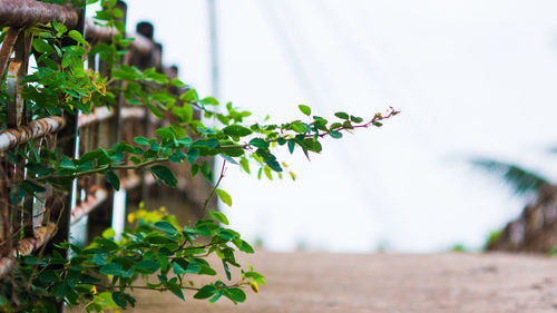 Close-up of fresh green plant