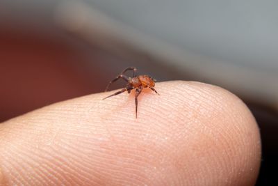 Close-up of insect on hand