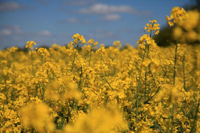 Yellow flowering rape plants on field