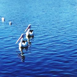 View of ducks swimming in sea