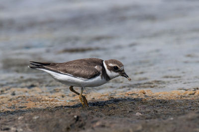 Close-up of bird perching on rock