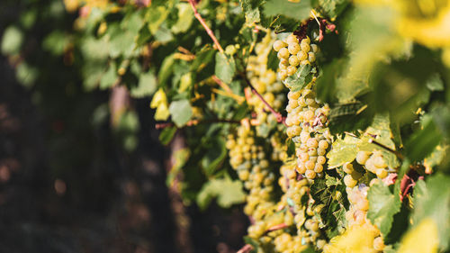 Close-up of grapes growing in the vineyard