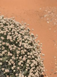 High angle view of plant on beach