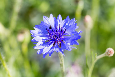 Close-up of purple blue flower