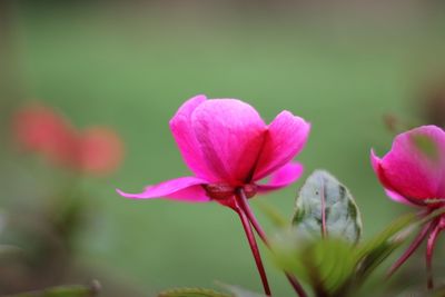 Close-up of pink flowers blooming outdoors