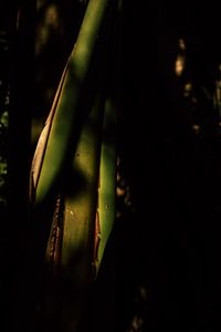 Close-up of plant